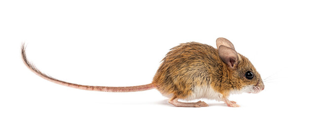 Wall Mural - spinifex hopping mouse, notomys alexis, standing on all four paws with tail extended