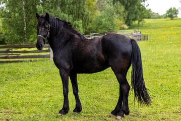 Black horse in the field.