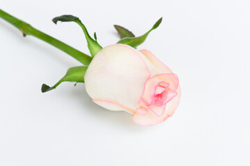 Wall Mural - beautiful pink rose flower isolated on white background, valentine day