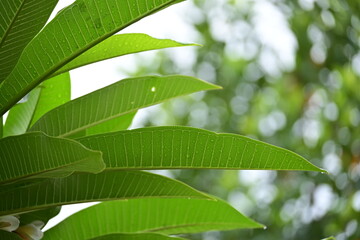 Wall Mural - beautiful green leaf texture in springtime, water drop on frangipani leaves