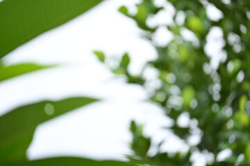Wall Mural - defocused beautiful green leaf texture in springtime, abstract blur natural background
