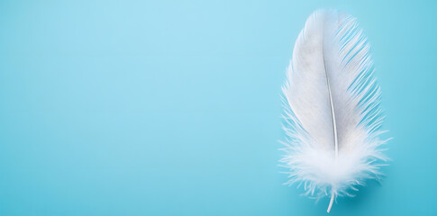 Wall Mural - White fluffy bird feather on sky blue background