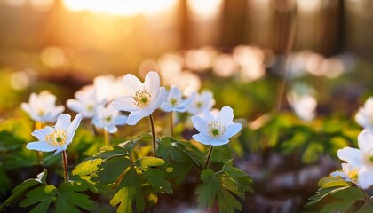 Wall Mural - beautiful white flowers of anemones in spring in a forest close up in sunlight in nature spring forest landscape with flowering primroses