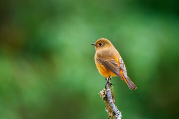 blue-fronted redstart