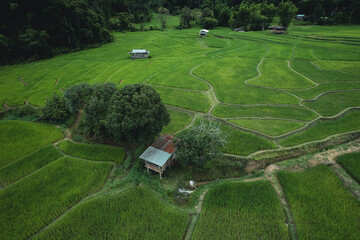 Wall Mural - Aerial view Rice fields and dark green trees in the rainy season