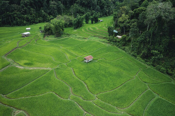 Wall Mural - Aerial view Rice fields and dark green trees in the rainy season