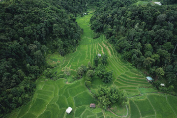 Wall Mural - Aerial view Rice fields and dark green trees in the rainy season