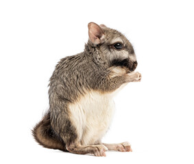 Wall Mural - Plains viscacha Lagostomus maximus, looking at the camera On its hind legs and washing its muzzle with its paws