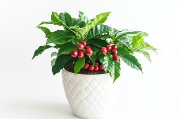 Wall Mural - A potted plant with glossy green leaves and red berries, adding decor to a space.