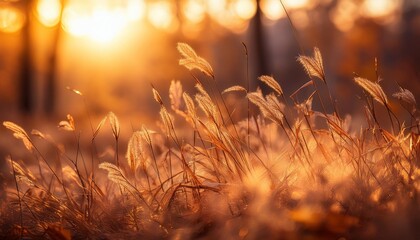 Wall Mural - dry autumn grass in a forest at sunset macro image abstract autumn nature background