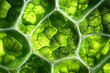 © Guy - Green Plant Cell Structure Close Up