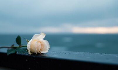 Wall Mural - Single white rose by the sea