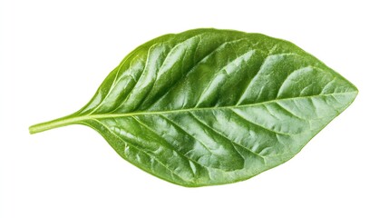 Aufkleber - Fresh Green Basil Leaf closeup isolated on white background : Generative AI