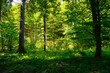 © kato08 - beautiful temperate, deciduous, broadleaf european forest background
