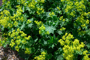 raindrops on the leaves of garden lady's mantle