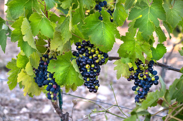 Close up of ripe purple grapes hanging on branch. Vineyard industry. Grapes farm. Blue, purple, red, black, burgundy grapes on vine.