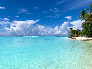 beach with palm trees