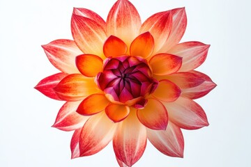 Wall Mural - A vibrant, multi-colored flower resembling a lotus, showcasing intricate petal patterns.