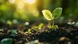 © The Little Hut - green business Coin piles and seedlings concepts are growing on top finance and investing in sustainability and carbon credits using renewable energy can limit climate change : Generative AI