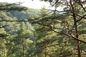 Canvas Print - Beautiful forest with green trees in mountains