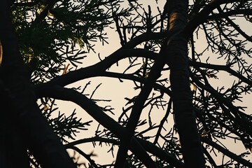 Nature's Silhouettes Boughs and Branches in the Wilderness