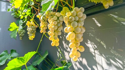 Wall Mural - A vibrant cluster of ripe white grapes glows in the sunlight. The calm green leaves add a refreshing touch. Ideal for nature lovers and food enthusiasts. 