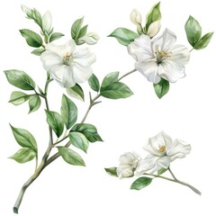 Poster - bouquet of flowers on white background