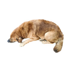 Golden retriever sleeping on white background, adorable doggy with brown fur