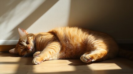 Poster - A round cat snoozing in a sunbeam on the floor, with its belly up and a look of utter relaxation, set against a light-colored room