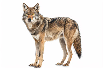  a wolf standing in the snow looking at the camera