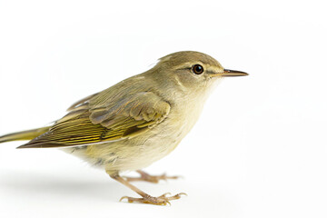 Wall Mural - a small bird standing on a white surface