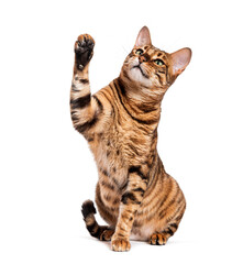 Wall Mural - Toyger cat sitting and raising paw on white background