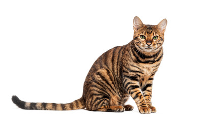 Wall Mural - Toyger cat sitting and looking at camera on white background