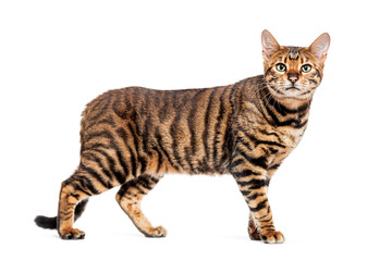 Wall Mural - Toyger cat standing on white background looking up