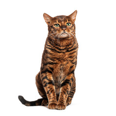 Wall Mural - Toyger cat sitting and looking up isolated on white background