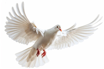 Poster - a white bird flying in the air with its wings spread