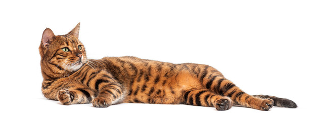 Poster - Toyger cat relaxing on white background looking away