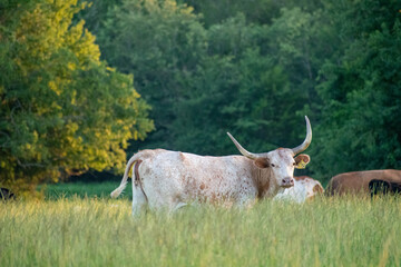 longhorn cow at sunset