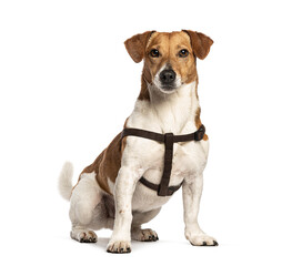 Wall Mural - Jack russell terrier sitting and wearing a brown harness