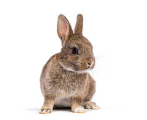 Wall Mural - cute eight week old brown baby european rabbit sitting and looking to the side, isolated on white