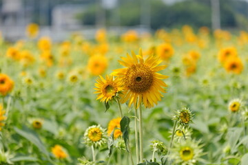 Wall Mural - ひまわり、筑西市、茨城県　sunflowers, Chikusei City, Ibaraki Prefecture