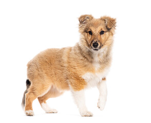 Wall Mural - Four months old puppy Shetland Sheepdog  walking and looking xith curiosity, isolated on white