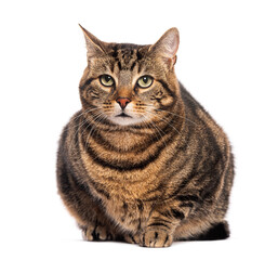 Wall Mural - Tabby European shorthair cat lying and looking away up, green eyes, isolated on white