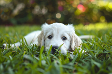 Wall Mural - a dog laying in the grass with its head on the ground