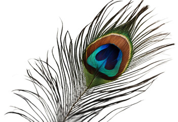 Fototapete - Colorful peacock feather isolated on transparent background