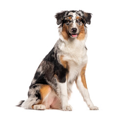 Poster - happy australian shepherd panting and looking at the camera, isolated on white