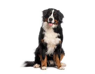 Poster - Happy Bernese mountain dog sitting on a white background and looking at the camera with its tongue out