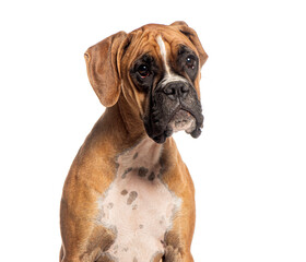 Wall Mural - Boxer dog sitting and looking away from the camera