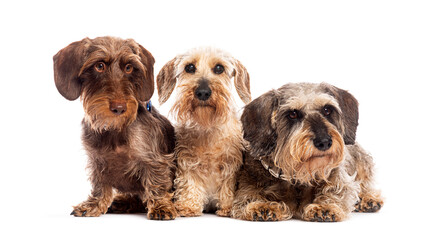 Wall Mural - Three wire haired dachshunds posing together on white background