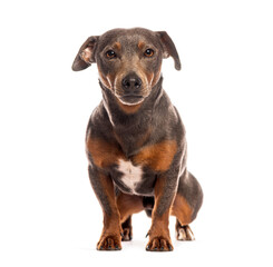 Wall Mural - Blue and tan terrier dog is sitting and looking at the camera